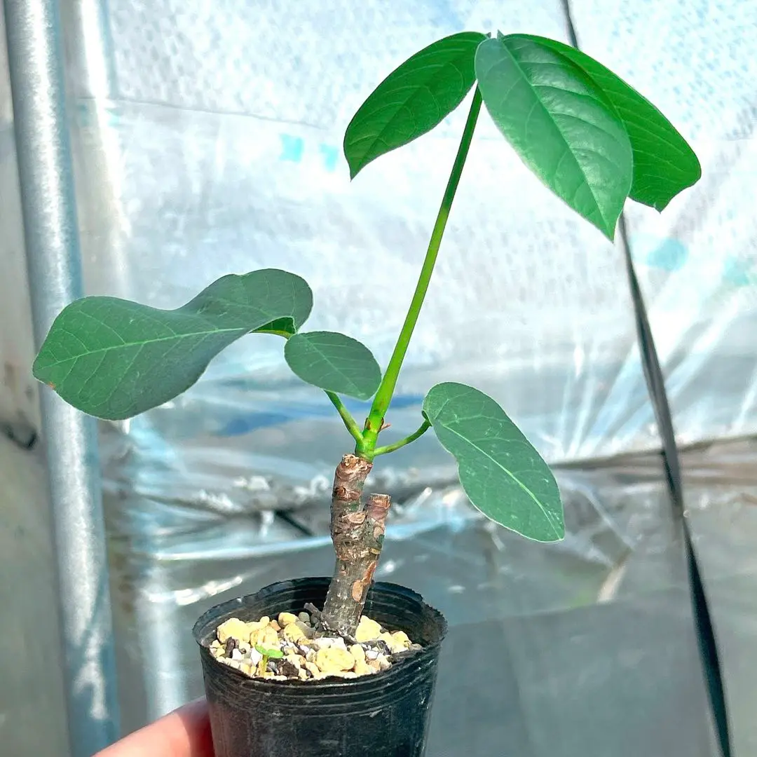 ボンバックス エリプティクム 挿木 ボンバックス」の強剪定＆挿し木を行いました！～塊根を丸くする
