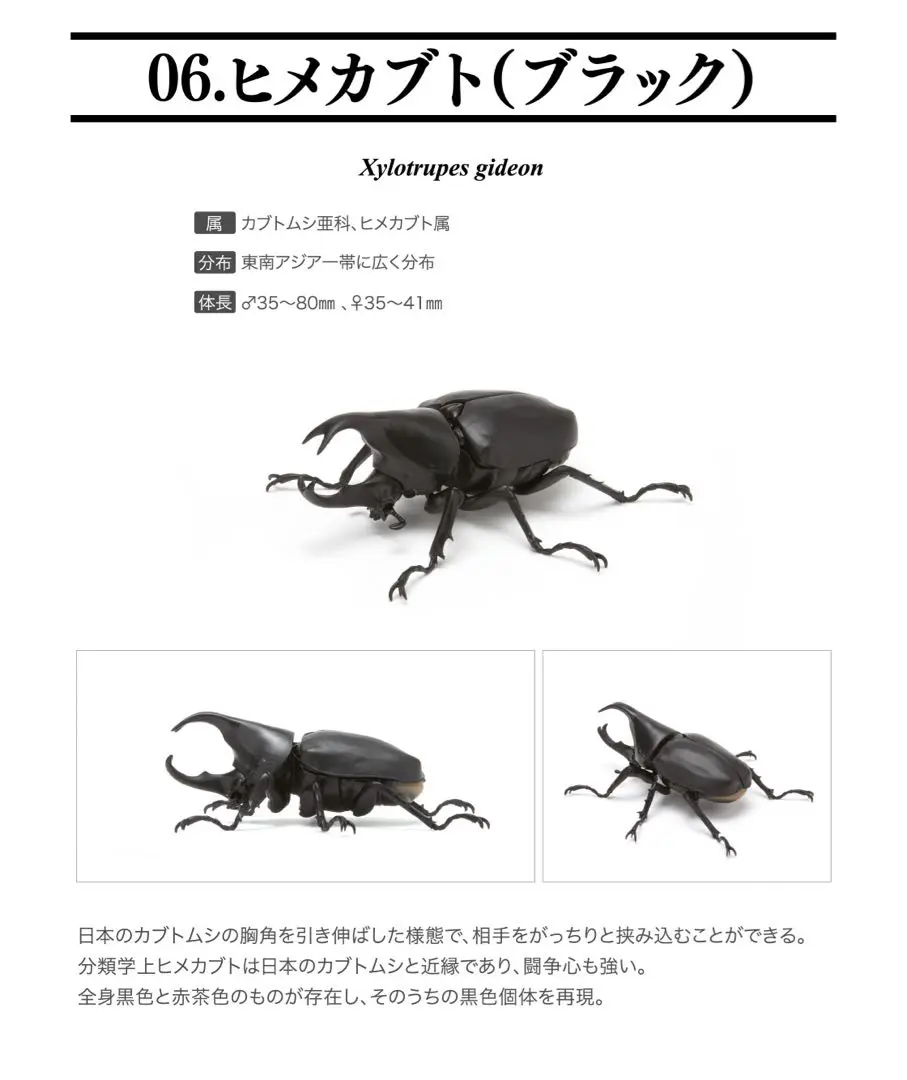 2025年最新】ヒメカブトムシの人気アイテム - メルカリ