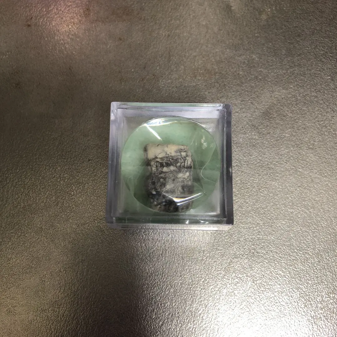 化石收藏 直角貝 的縮圖