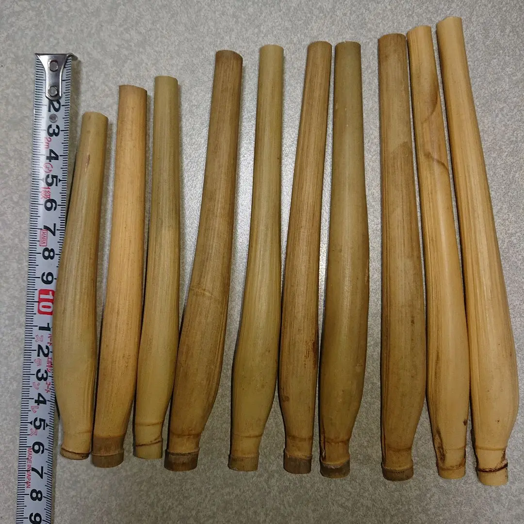 矢竹、真竹、らっきょ竹 楽天市場】希少竹◇ラッキョウ竹◇辣韮矢竹◇ラッキョウヤダケ