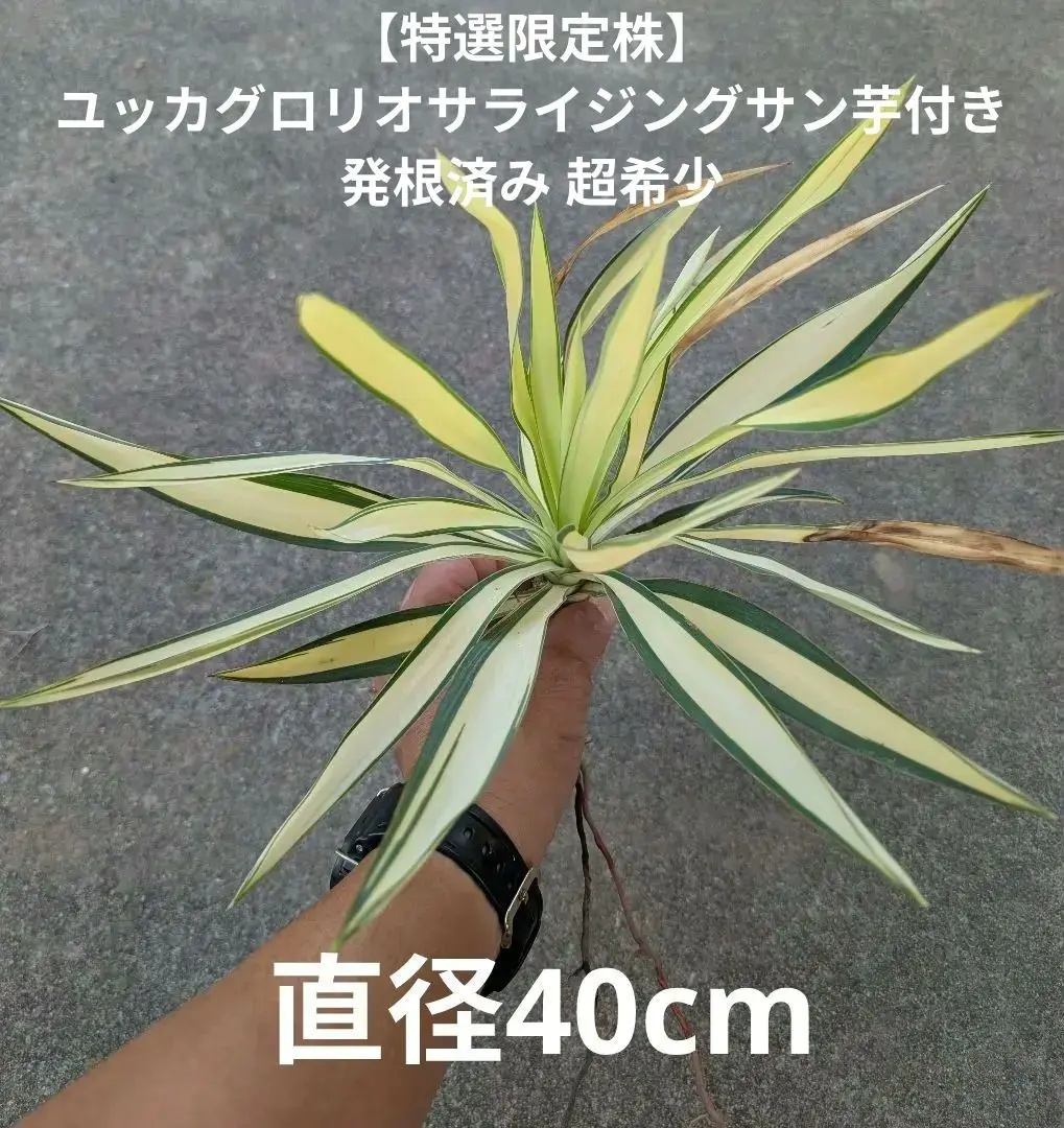 超希少!ユッカグロリオサ☆ライジングサン ユッカグロリオサライジングサンの動き出し | ドライガーデン&金魚