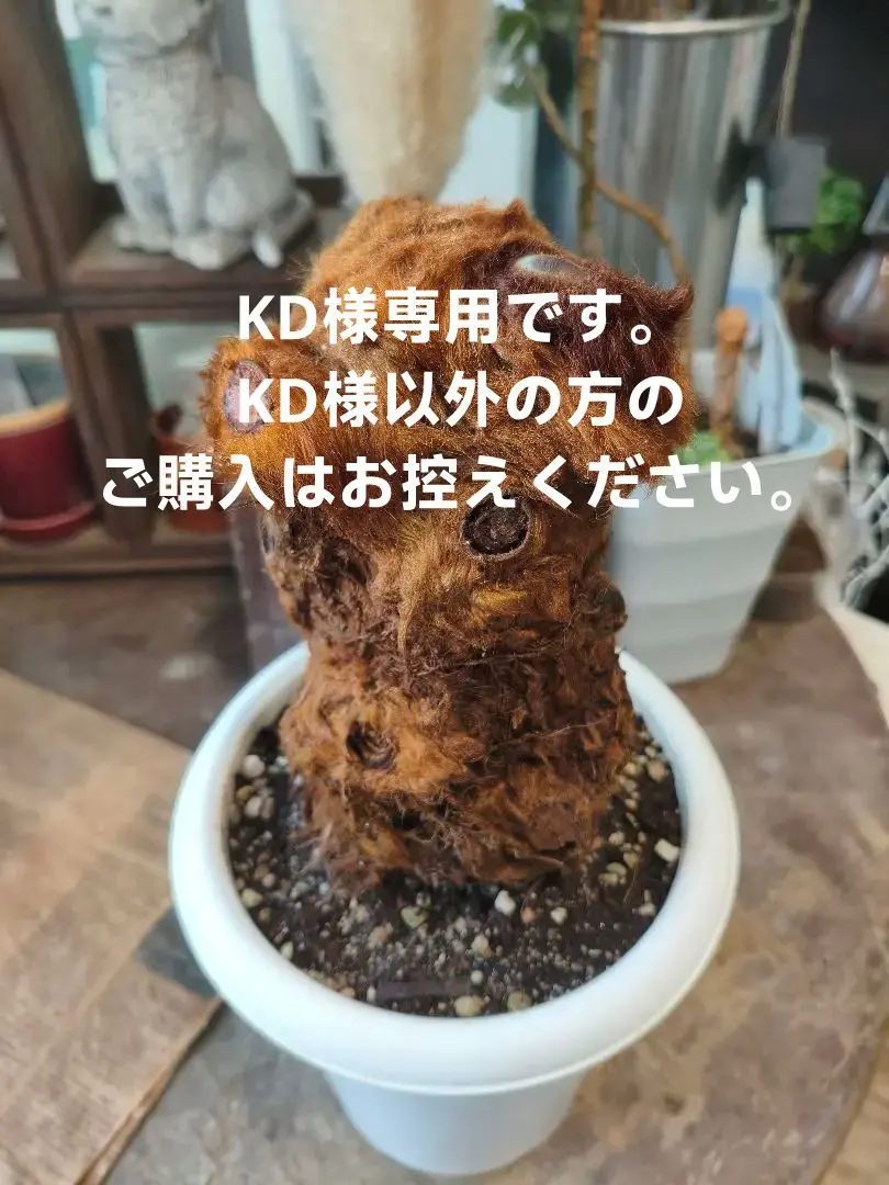 楽天市場】おしゃれ 観葉植物 キンモウコウ：ゴールデンモンキー