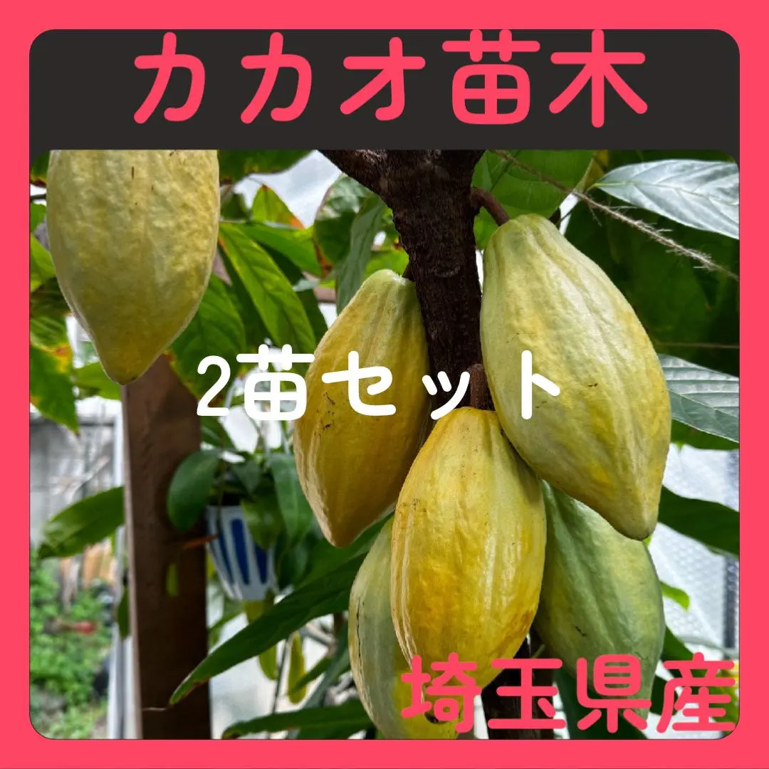 ※カカオ様限定　喜界島産カカオ苗 – 南国から届く特別な一株　2本セット カカオ様限定 喜界島産カカオ苗 – 南国から届く特別な一株 2