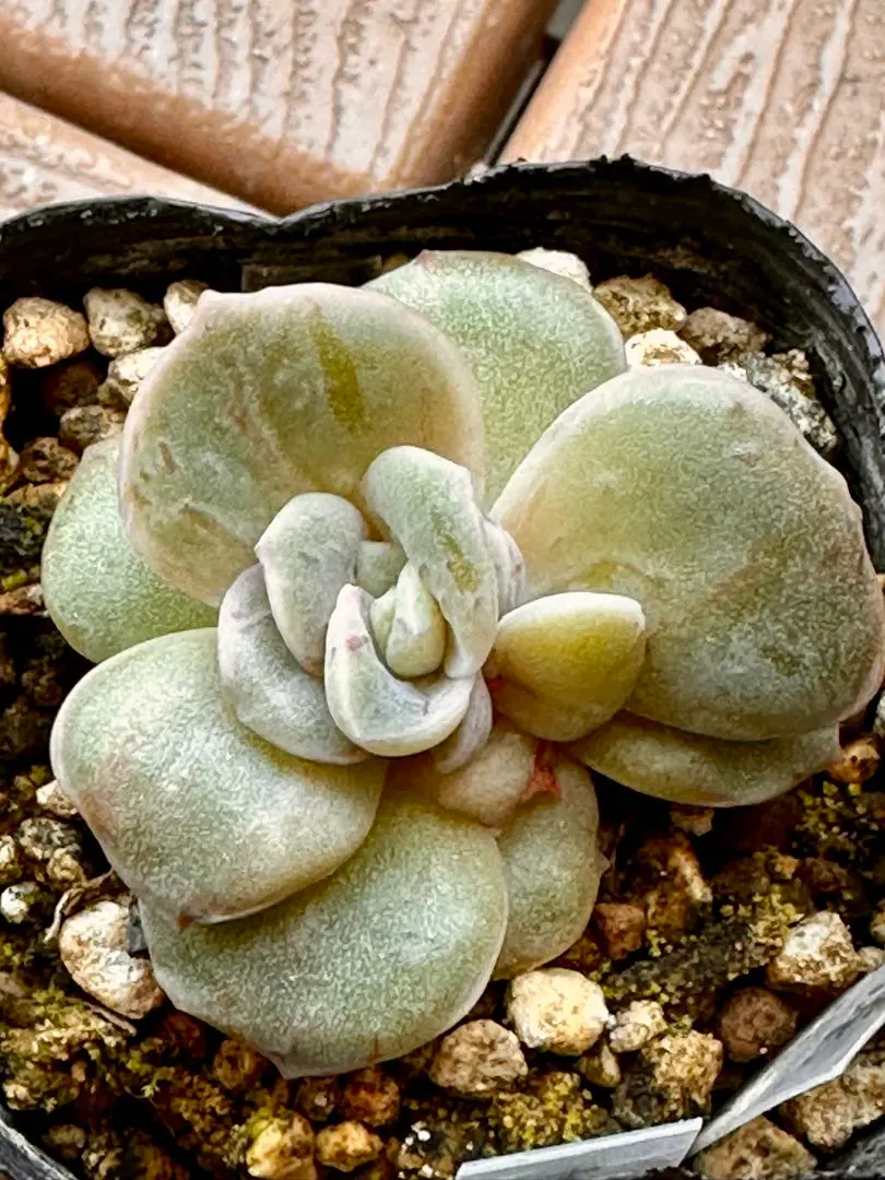 2025年最新】ラブリーローズ錦 赤斑の人気アイテム - メルカリ