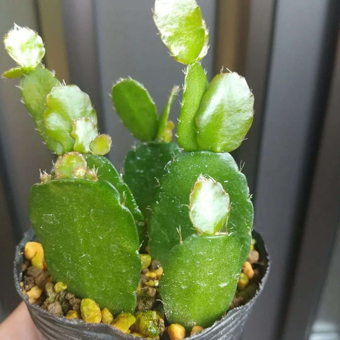 Yahoo!オークション - 多肉植物 イースターカクタス オレンジ