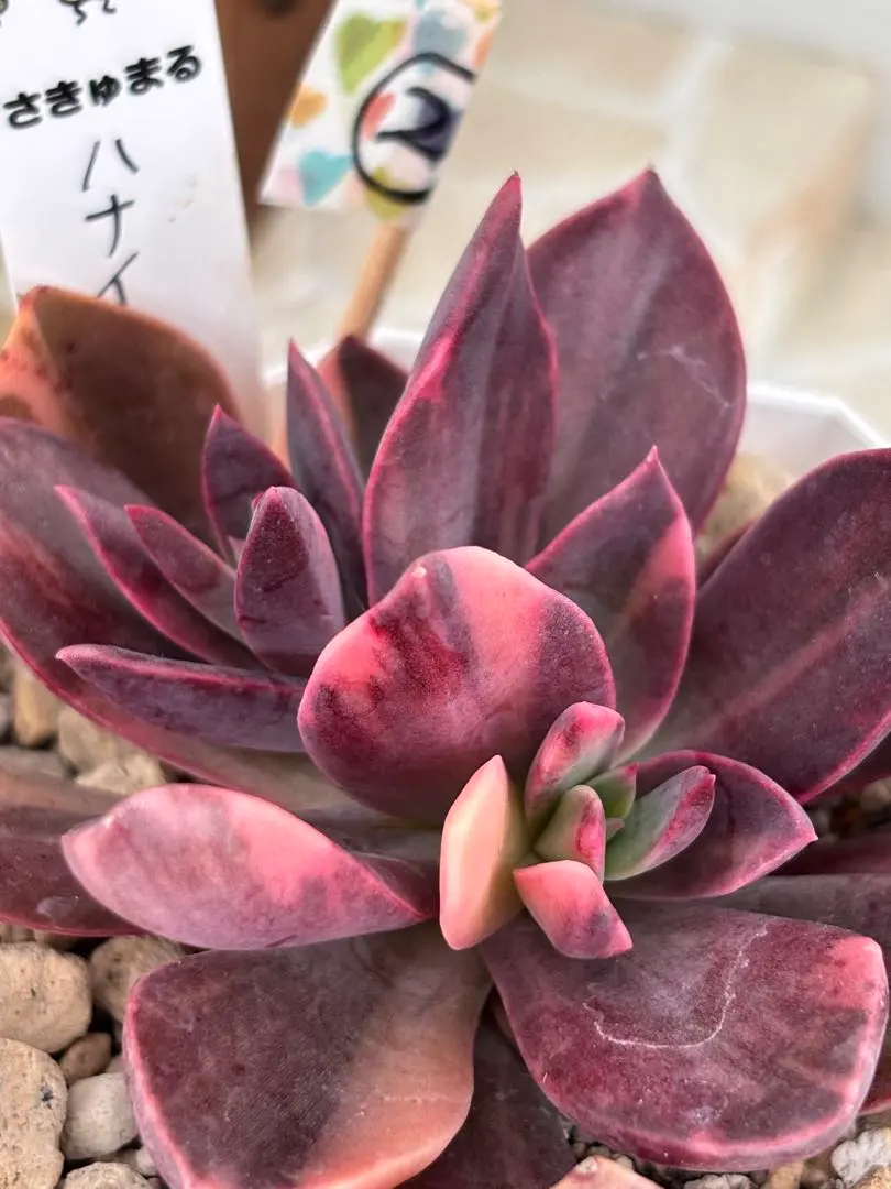 2025年最新】ハナイカダ 苗の人気アイテム - メルカリ