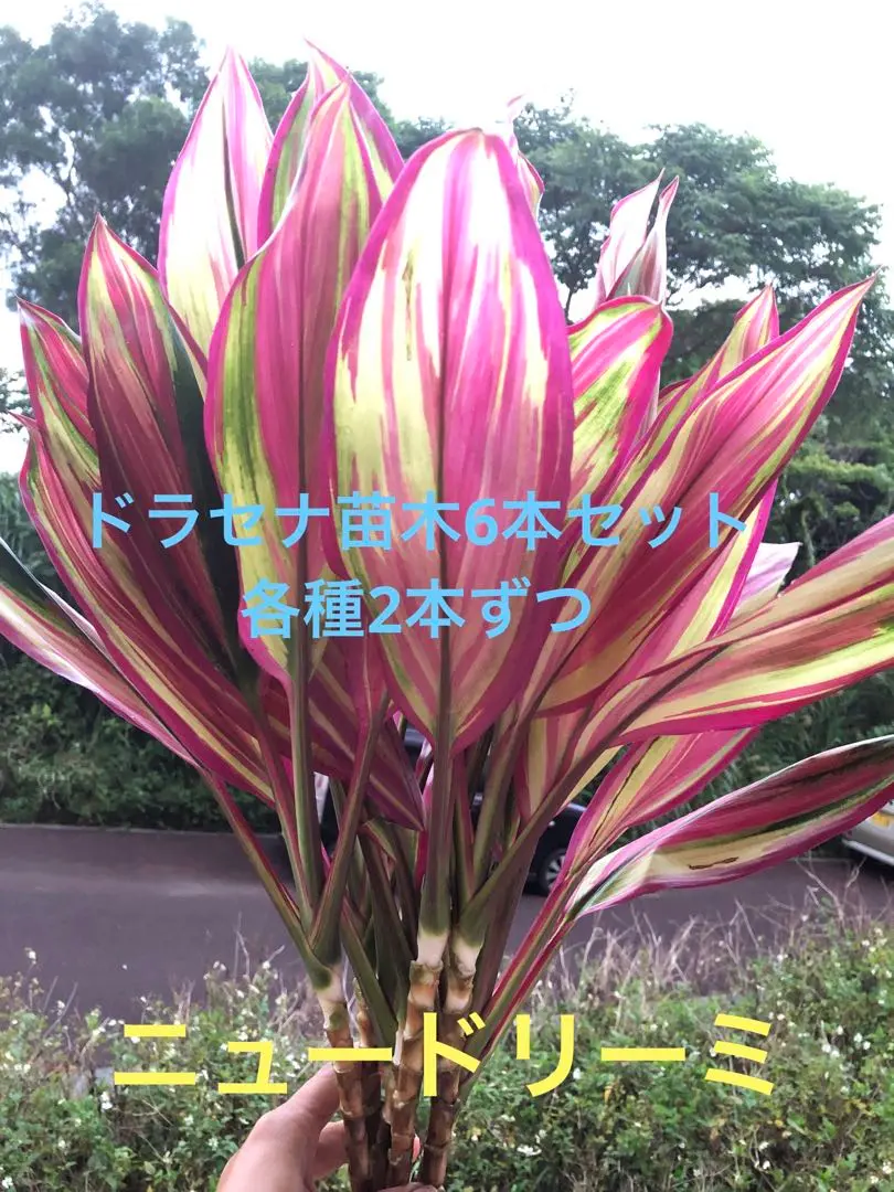 ドラセナキウイ　苗　リュウゼツラン 科　観葉植物　コルジリネ　コルディリネ 2025年最新】コルジリネ キウイの人気アイテム - メルカリ