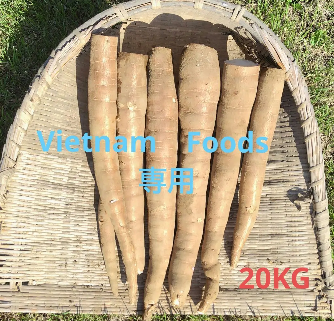 【採れたて直送】静岡県産の黄色甘味種キャッサバ芋20ｋｇ  #MANDIOCA 採れたて直送】静岡県産の黄色甘味種キャッサバ芋20kg #Mandioca