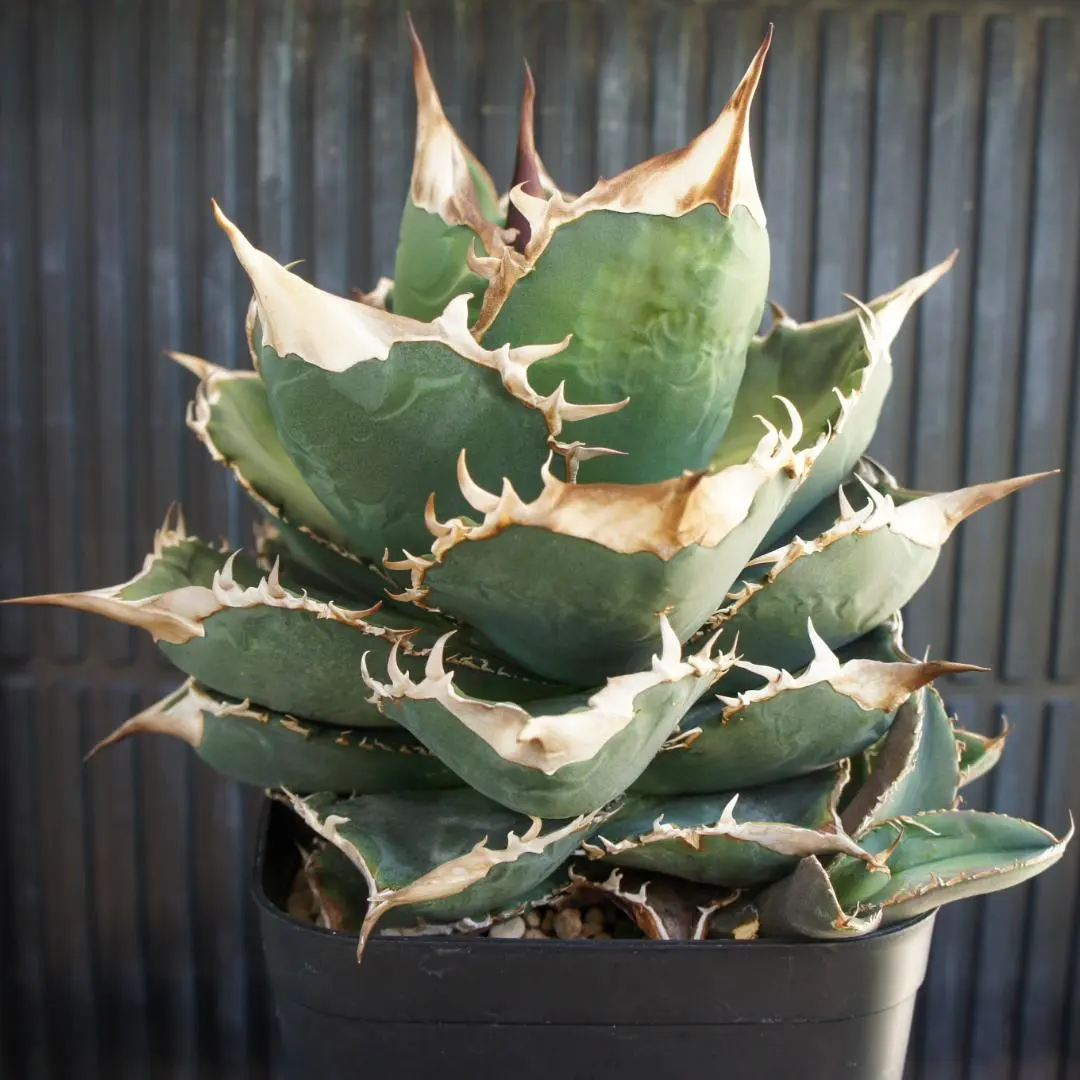 アガベDennis095 レア こんばんは🫡 こちらの株はDennis095 Dennisがポストしている親