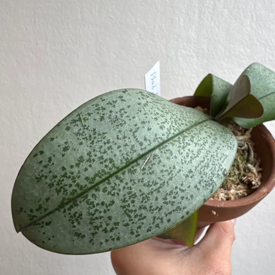 2025年最新】 ファレノプシス シレリアナの人気アイテム - メルカリ 2025年最新】 ファレノプシス シレリアナの人気アイテム - メルカリ