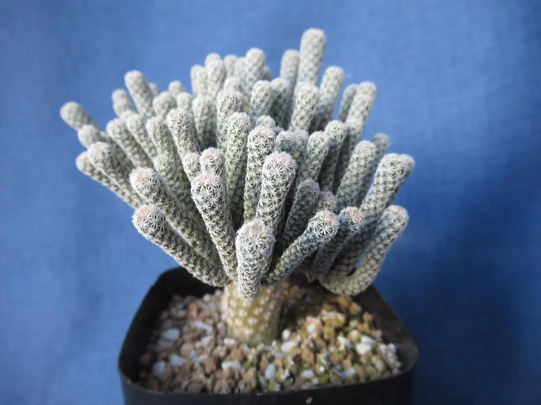 2025年最新】サボテン 黒牡丹の人気アイテム - メルカリ