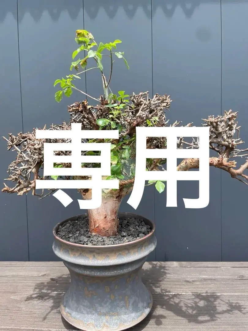 や*坊様 CE14 コミフォラ エイル Commiphora sp.Ely 緑肌 - メルカリ