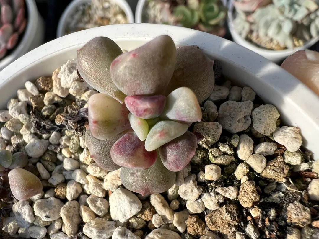 2025年最新】キュービックフロスト錦の人気アイテム - メルカリ