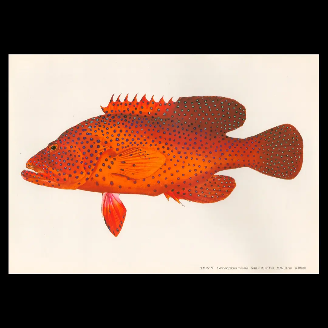 グラバー魚譜（複製）８選額装用（B4）（K_1258） 2025年最新】グラバー魚譜200選の人気アイテム - メルカリ