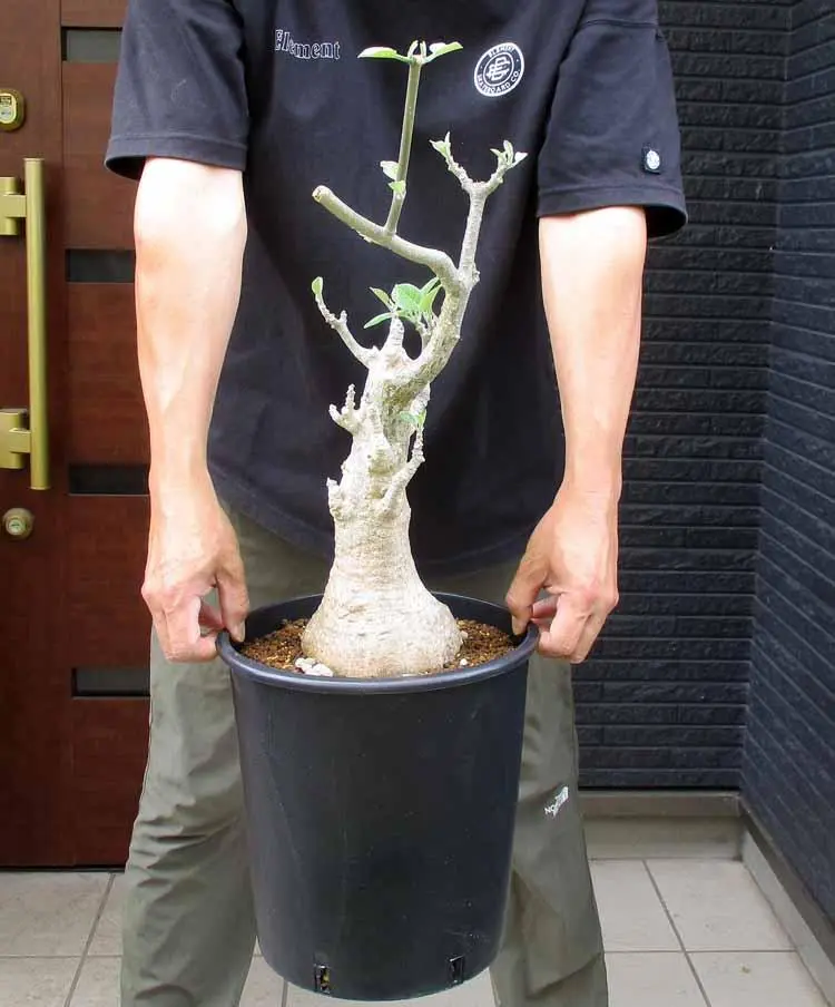 塊根幅25cm↑ ど扁平　特大肉塊　異形塊根　岩肌　フォッケア　ムルチフローラ 2025年最新】フォッケア ムルチフローラの人気アイテム - メルカリ