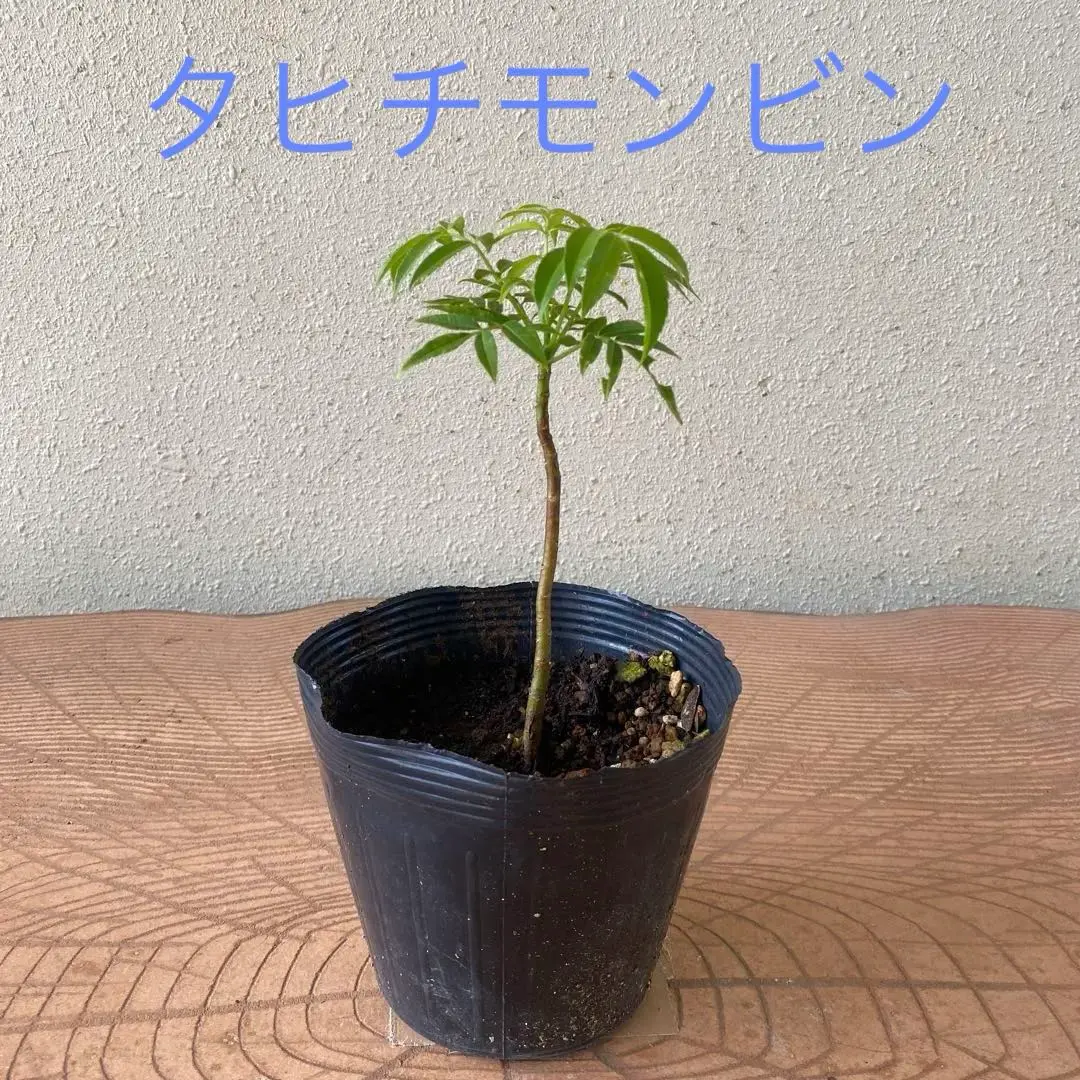 2025年最新】タヒチモンビンの人気アイテム - メルカリ