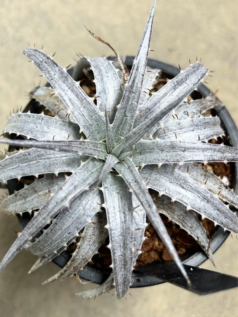 Dyckia　CHU-txBill Baker's ×braunii ディッキア 864953e6d52aed479ffe61c9211bf2