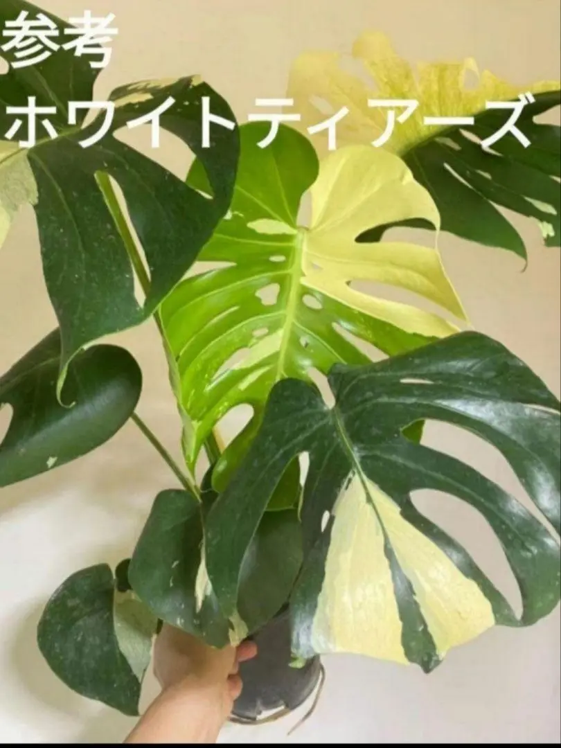 ホワイトティアーズ？美しい白斑の葉が開き続けるモンステラ