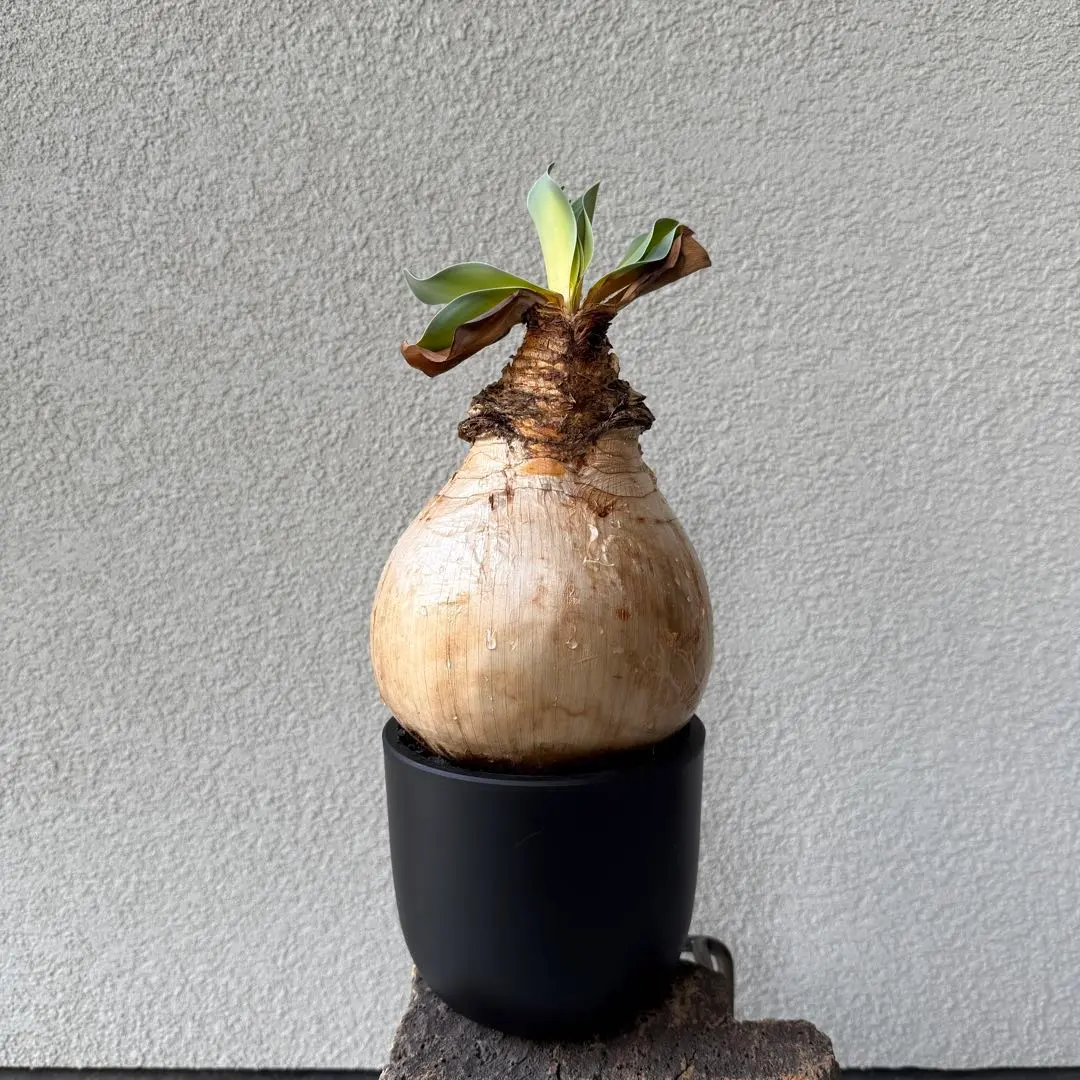 2025年最新】ブーファン ハエマンソイデスの人気アイテム - メルカリ