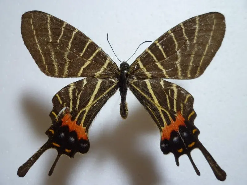 シボリアゲハ、テングアゲハ Yahoo!オークション -「シボリアゲハ」の落札相場・落札価格