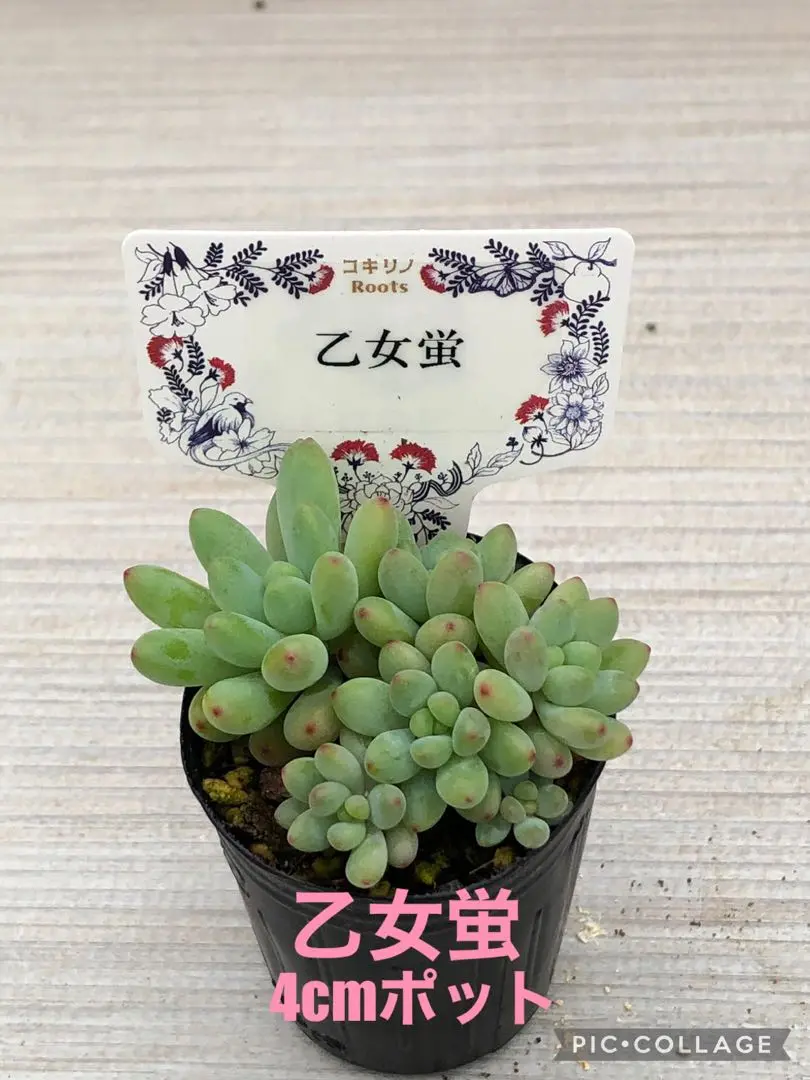 2025年最新】#乙女蛍多肉植物の人気アイテム - メルカリ