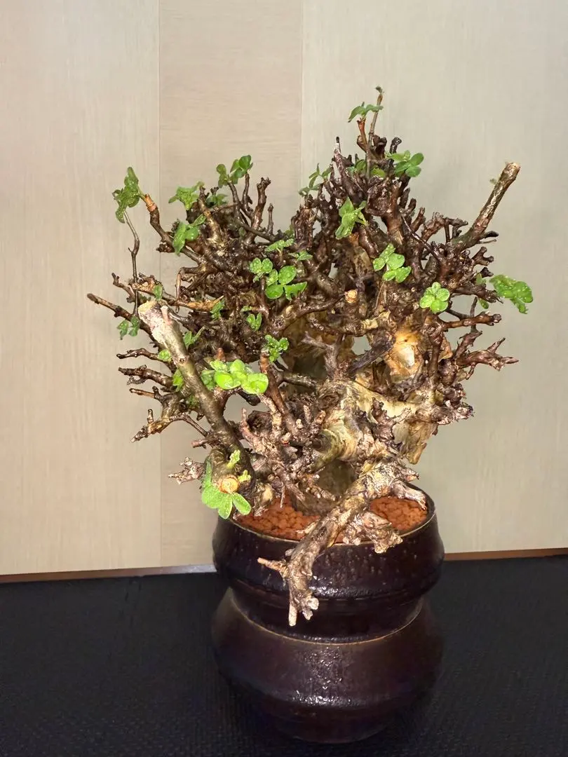 発根済 活着済 コミフォラ ストックシアナ 陶器鉢付き 長期管理　盆栽 コミフォラ ストックシアナ / Commiphora stocksiana / 発根済み