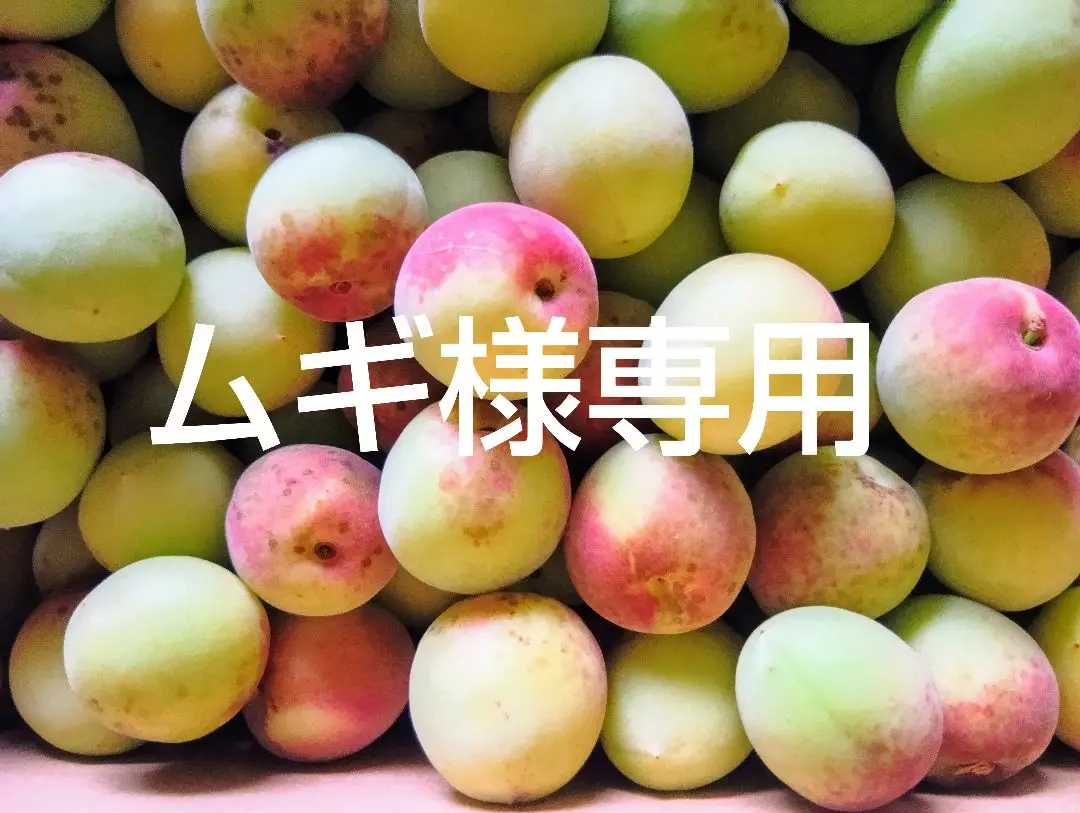 無農薬自家栽培　　色づき梅　１０キロ 無農薬自家栽培 色づき梅 10キロ フルーツ・果実