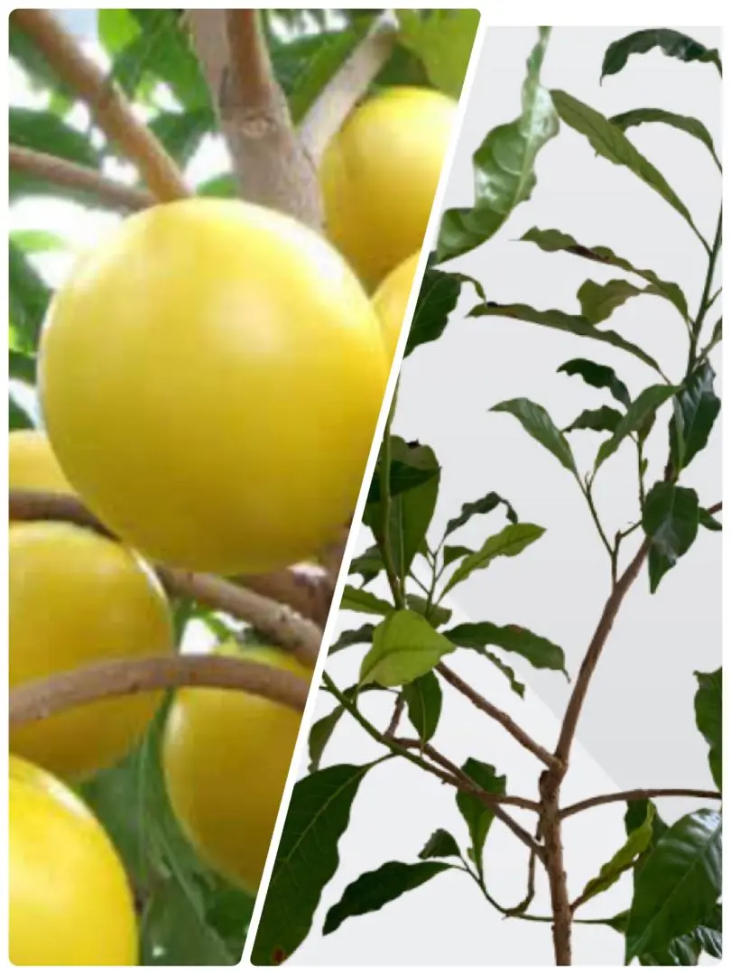 アビウ鉢植え　特大　110センチ　3-1 花芽 アビウ鉢植え 特大 110センチ 3-1 花芽 観葉植物