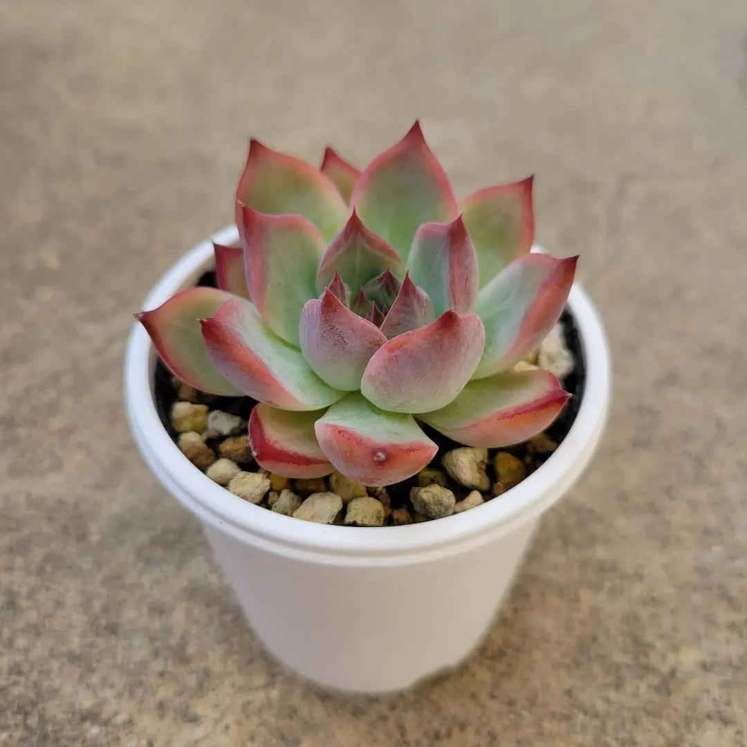 SSSさん苗　アウテンティカ×ホーリンゼ札付きポットごとメルカリ便 2025年最新】コロラータアウテンティカの人気アイテム - メルカリ