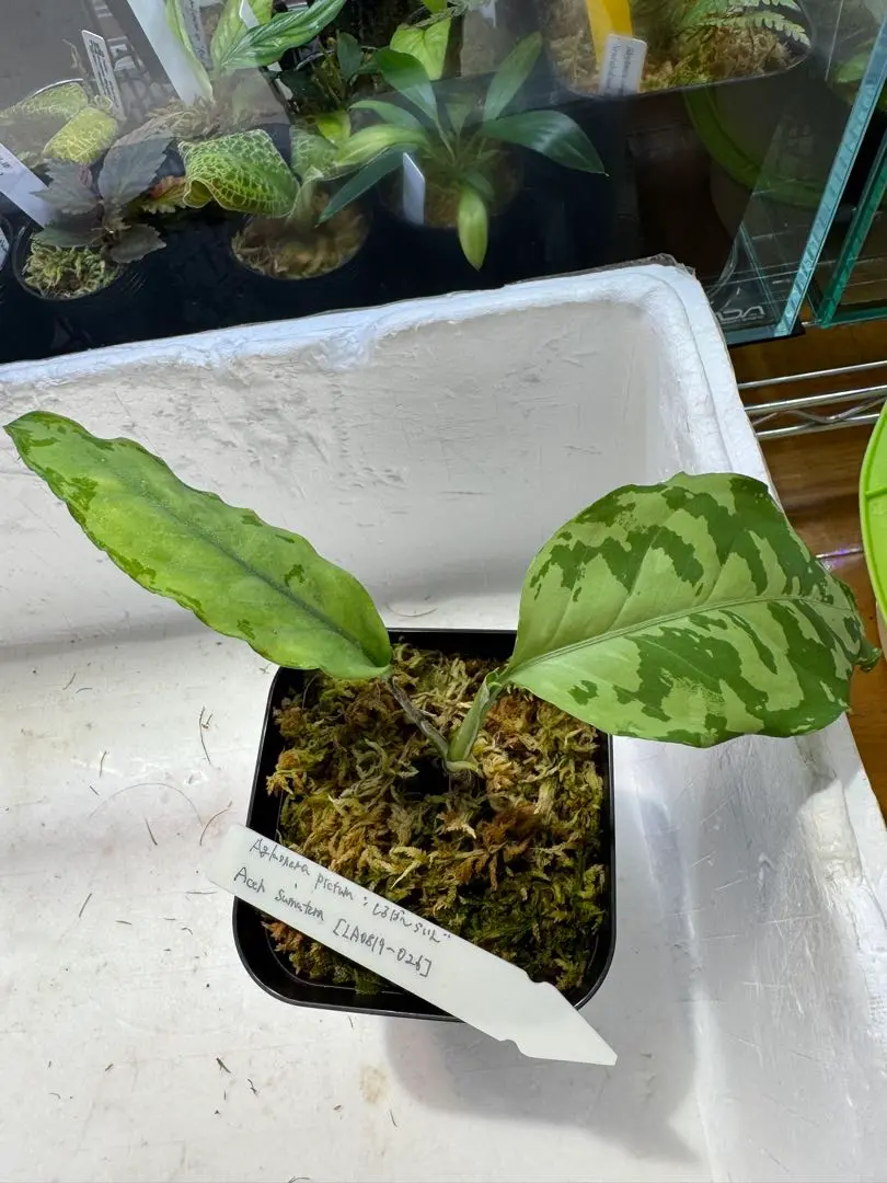2025年最新】aglaonema laの人気アイテム - メルカリ