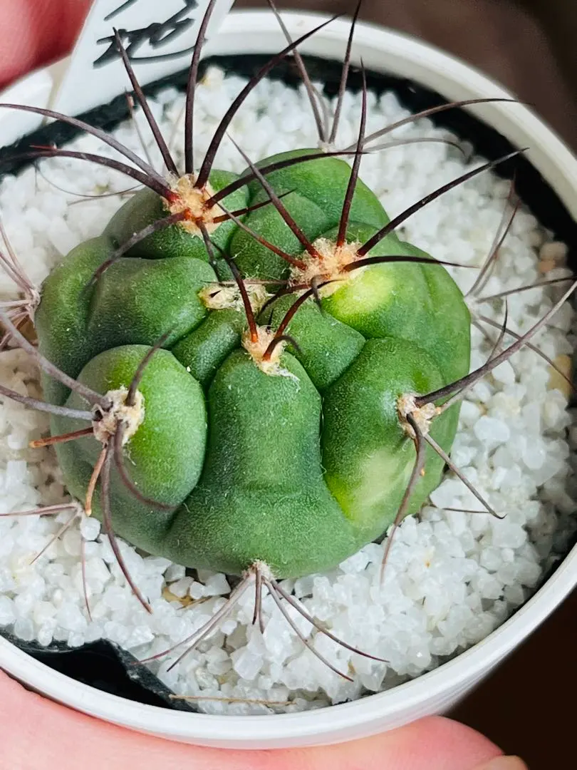 ギムノカリキウム　サグリオニス　&　ゼガラエ　FNつき　25種類セット 2025年最新】ギムノカリキウム新天地の人気アイテム - メルカリ