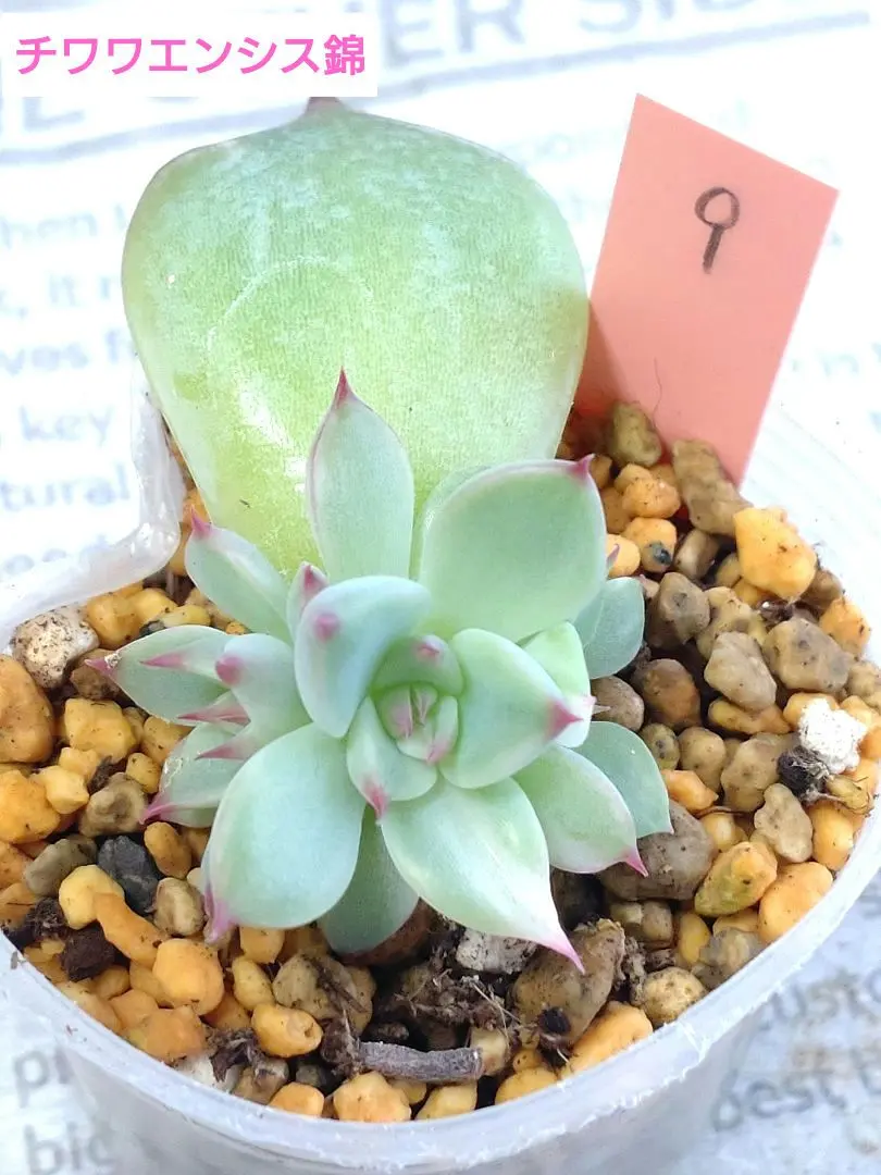 2025年最新】チワワエンシス錦の人気アイテム - メルカリ