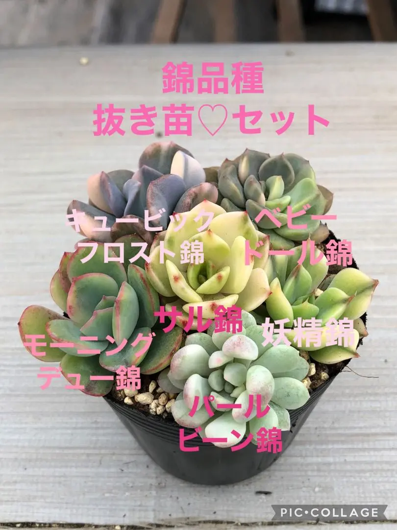 ❤️専用出品❤️ラブリーローズ錦❤️葉挿しっ子③❤️           ★セール♪★ ラブリーローズ錦 | 無職インセクトの多肉&アクアリウム