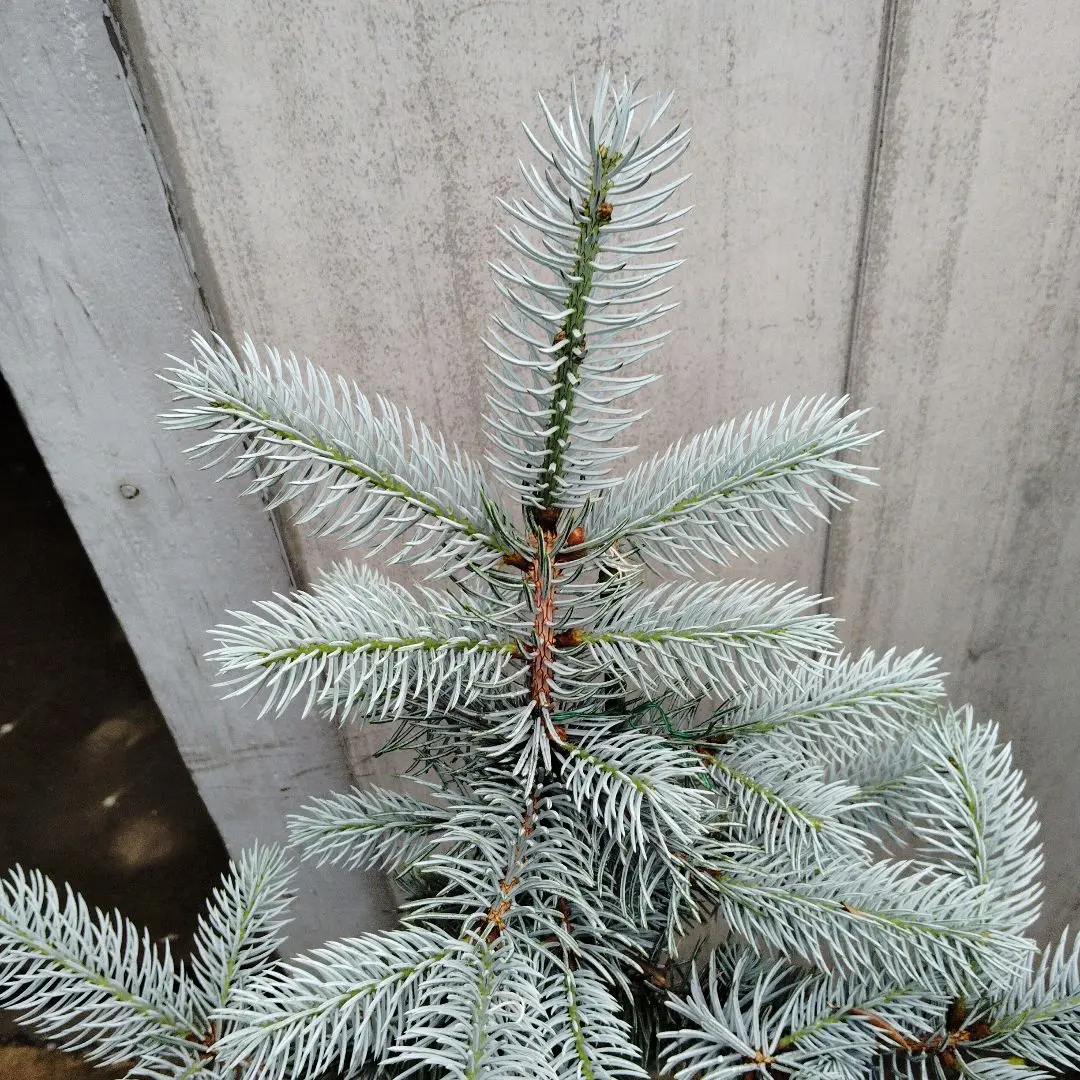 もみの木の苗木　約130センチ‼️ もみの木 (size：S-M) – casatree