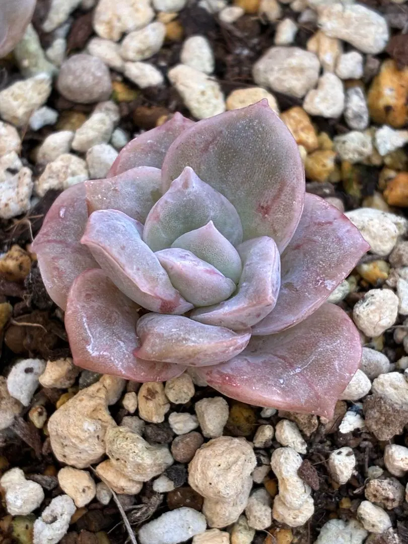 2025年最新】ラブリーローズ錦 赤斑の人気アイテム - メルカリ