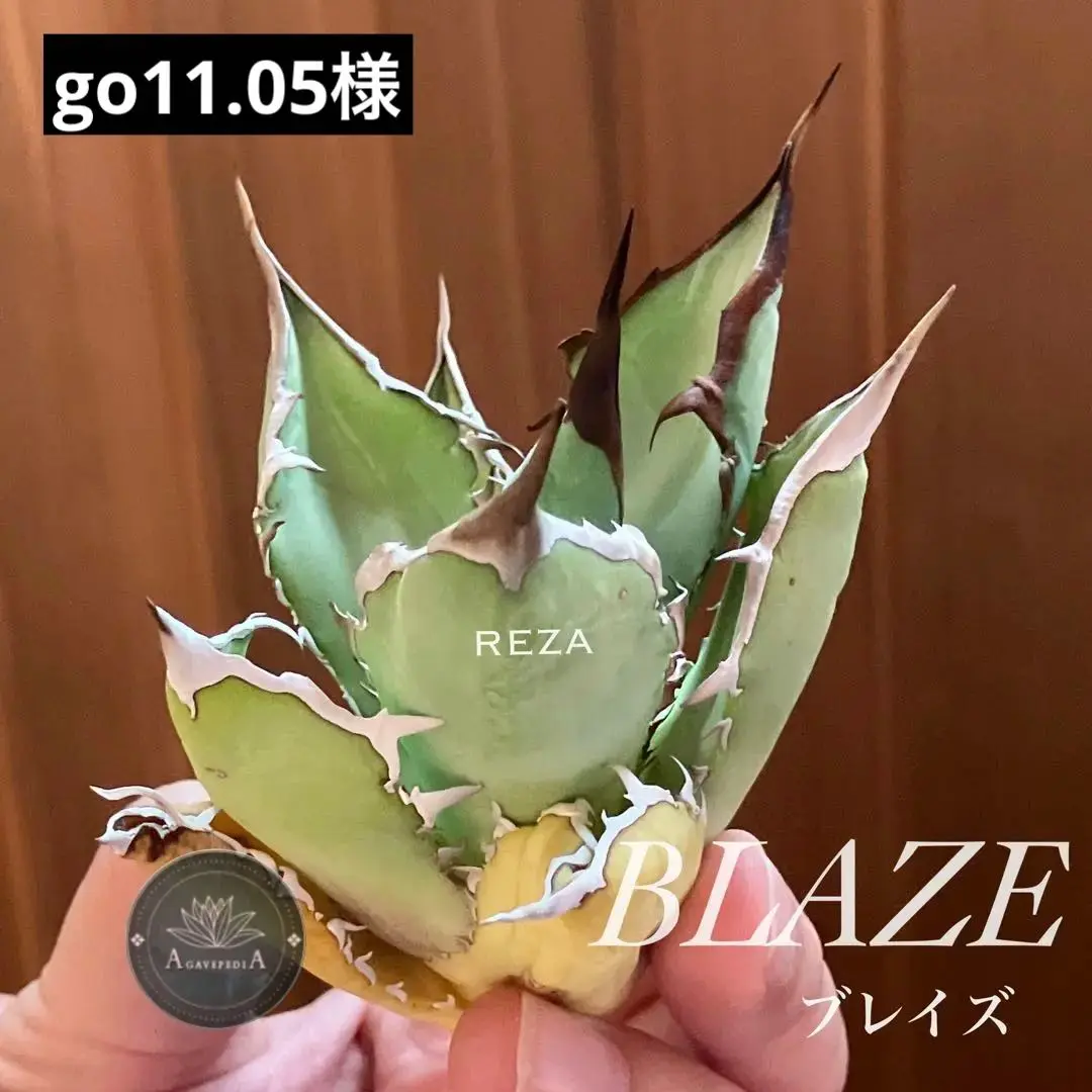 2025年最新】#イランREZA株一覧はこちらbyほりぉの人気アイテム