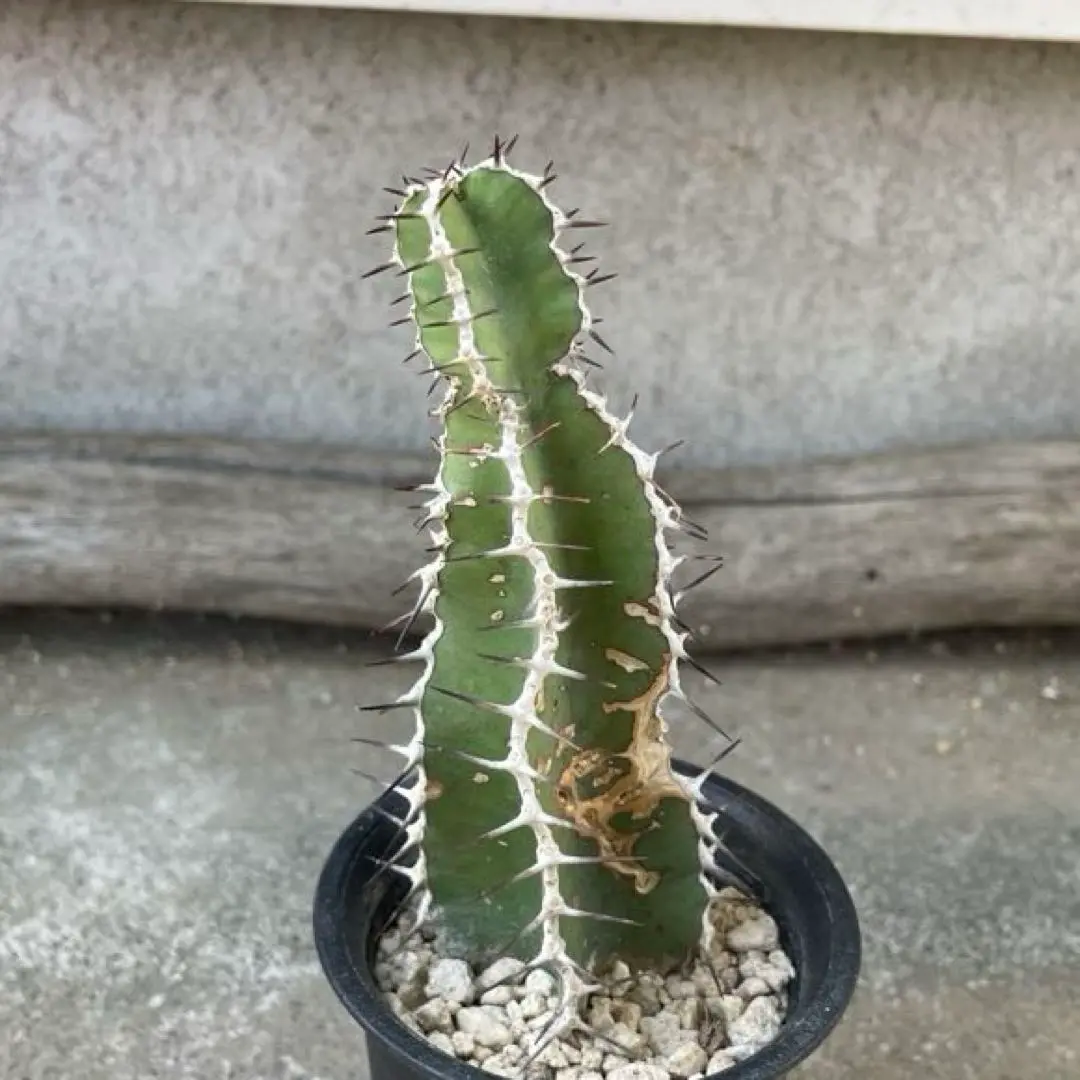 ユーフォルビア　ムランジーナ　【実生苗】　6 ユーフォルビア ムランジーナ | STELLA.PLANTS