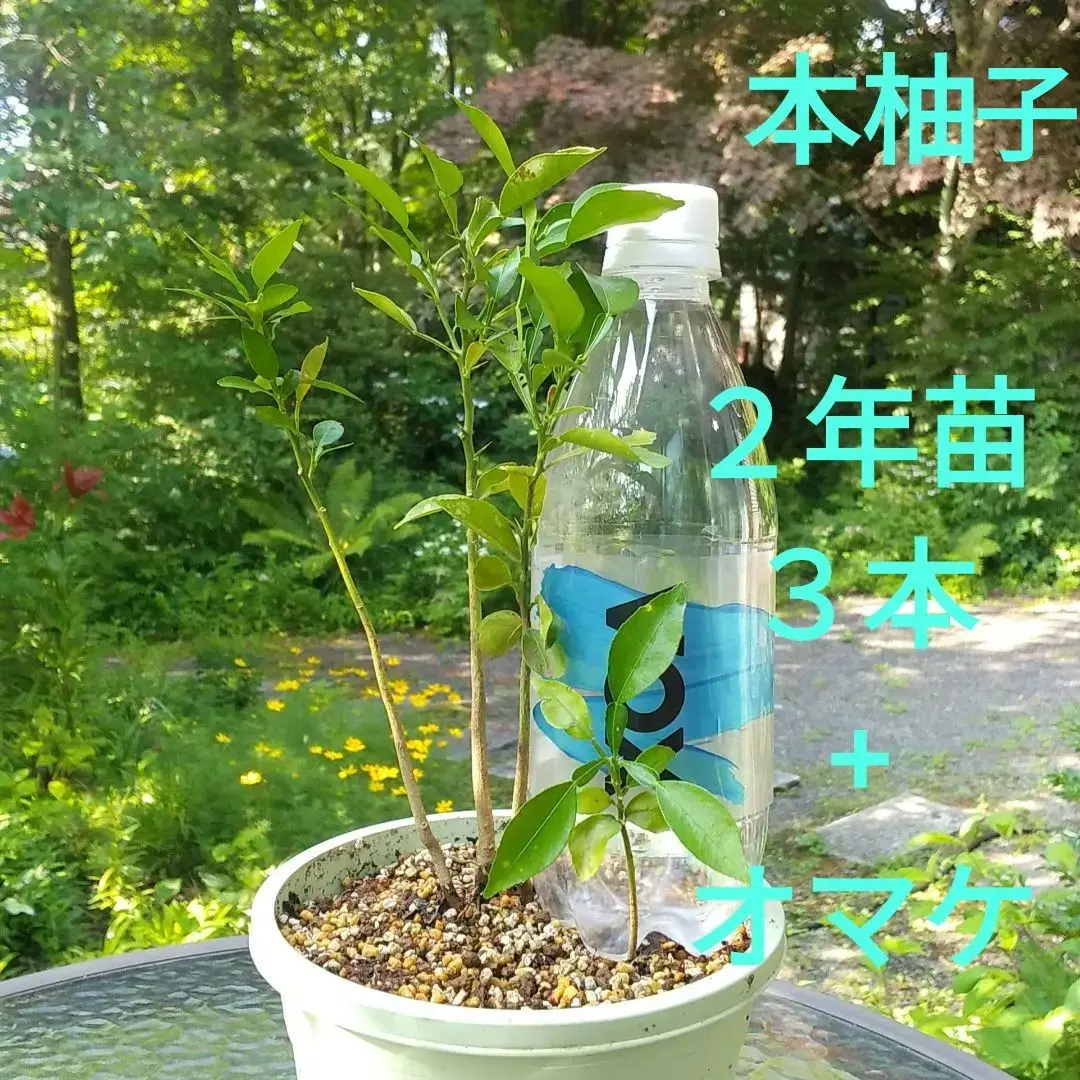2025年最新】柚子の盆栽の人気アイテム - メルカリ