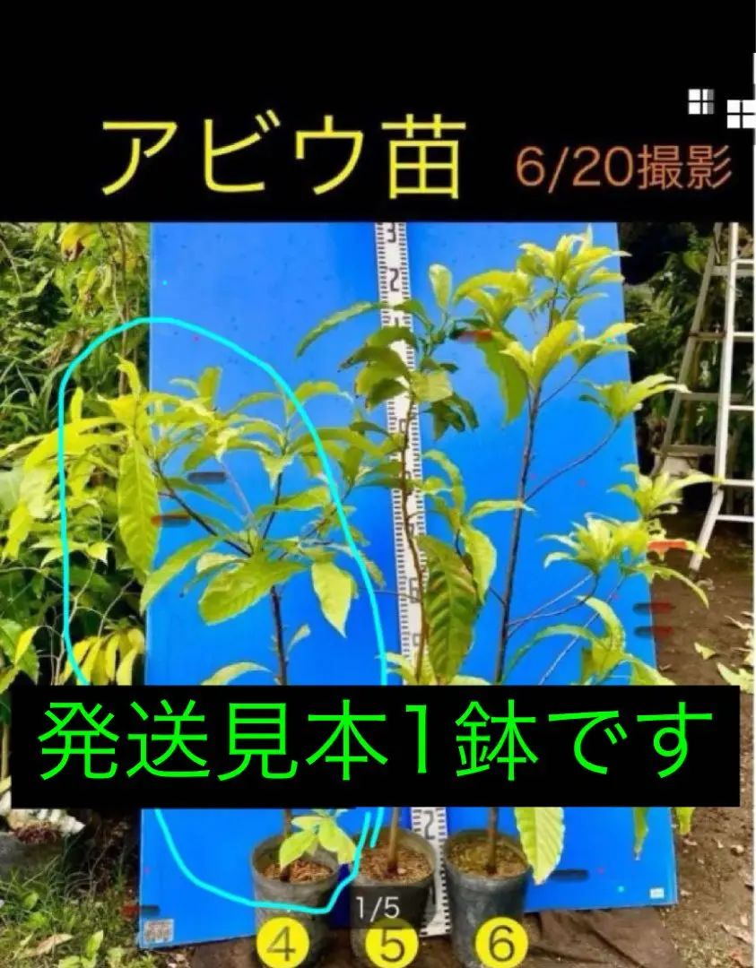 2025年最新】アビウの人気アイテム - メルカリ