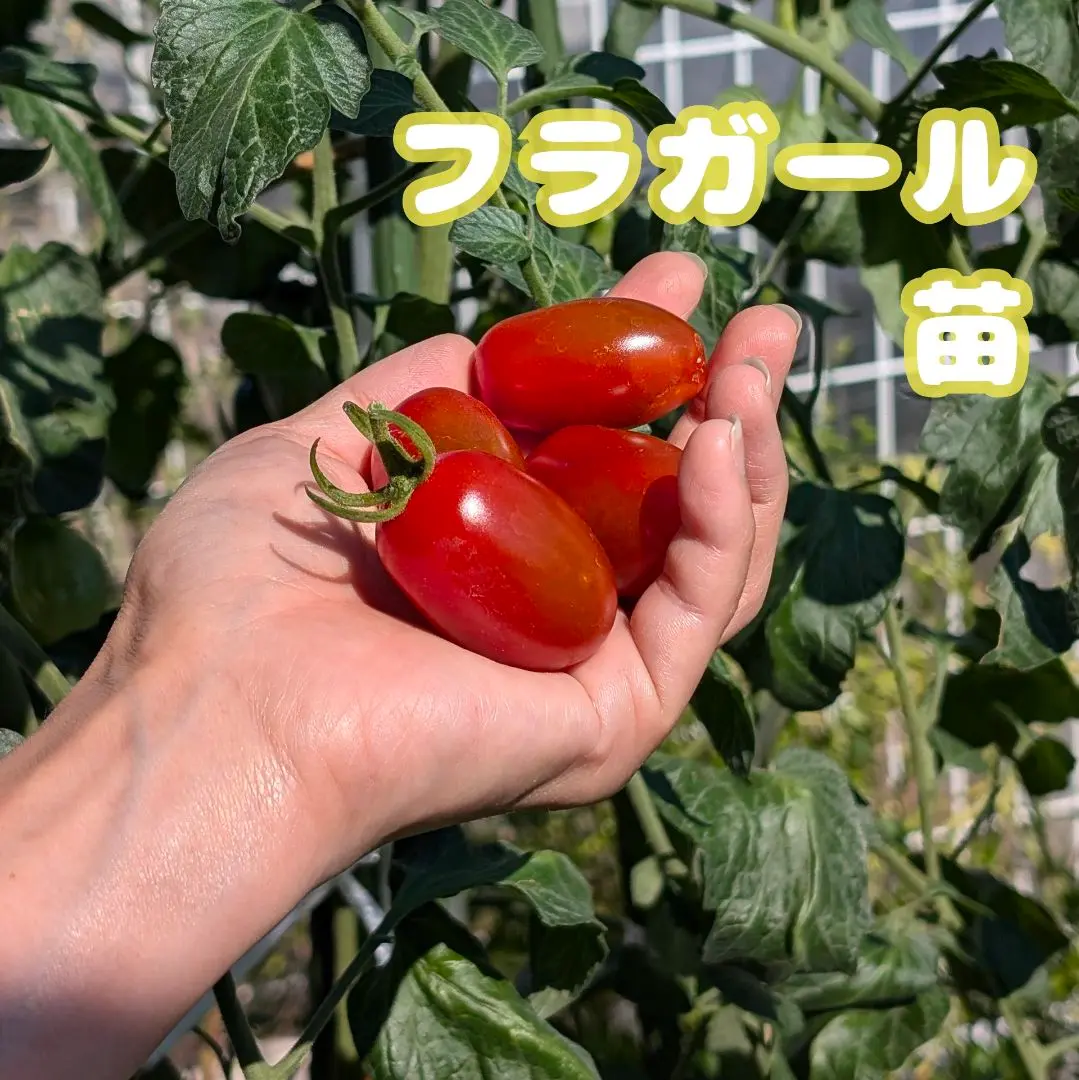 ミニトマトフラガール⭐️赤のみ5キロ ミニトマトフラガール⭐️赤のみ5キロ