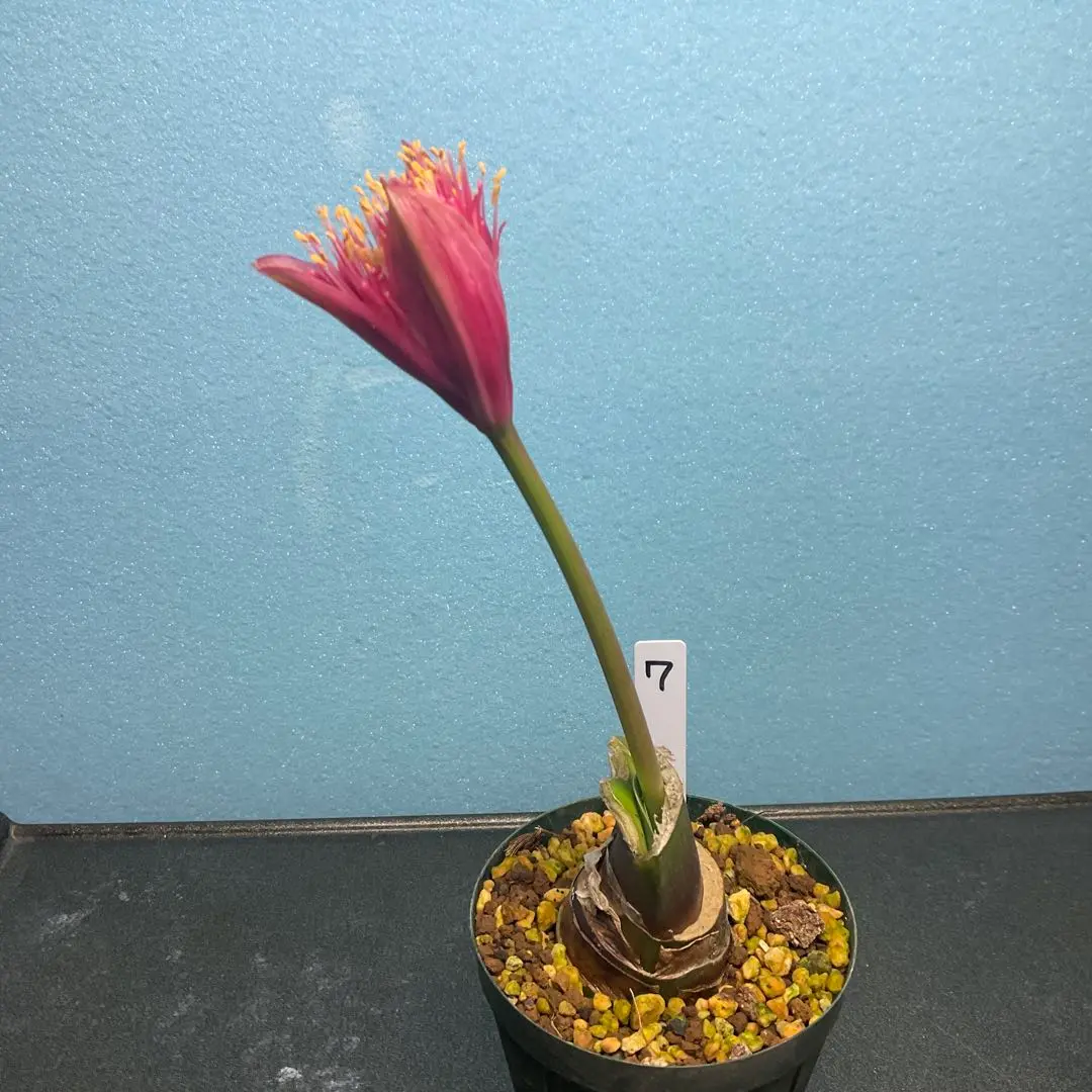 マユハケオモト　赤花　2株入り 鉢ごと発送 マユハケオモト 赤花 2株入り 鉢ごと発送 - メルカリ