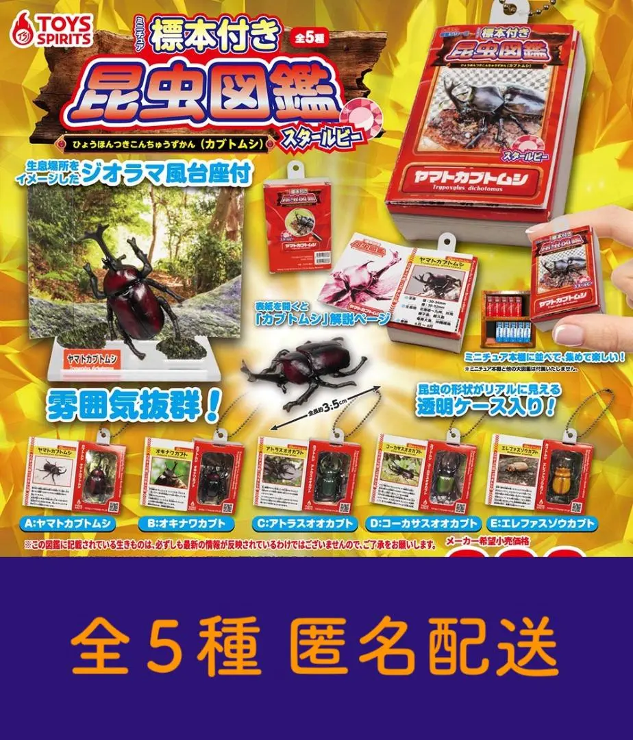 【最終値下げ】エレファスゾウカブト　♂標本 昆虫標本キット追加しました！！ - color OUTDOOR BROWN