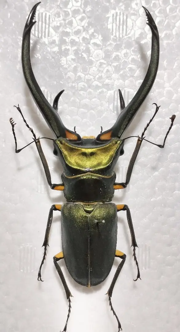 ※大型　エラフスホソアカクワガタ♂野外標本 良型大型 エラフスホソアカクワガタ♂野外標本 - メルカリ