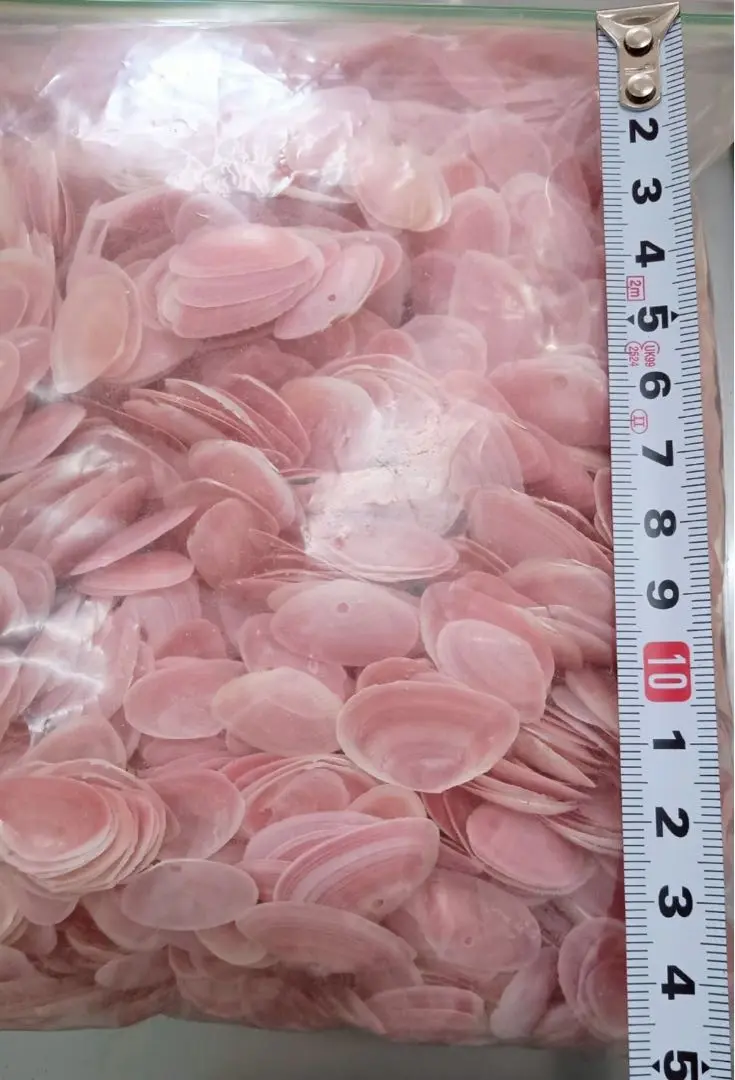 天然 桜貝 さくら貝 貝殻 中2 小1 計 約1kg+57インテリア パーツ 2025年最新】桜貝 貝殻の人気アイテム - メルカリ