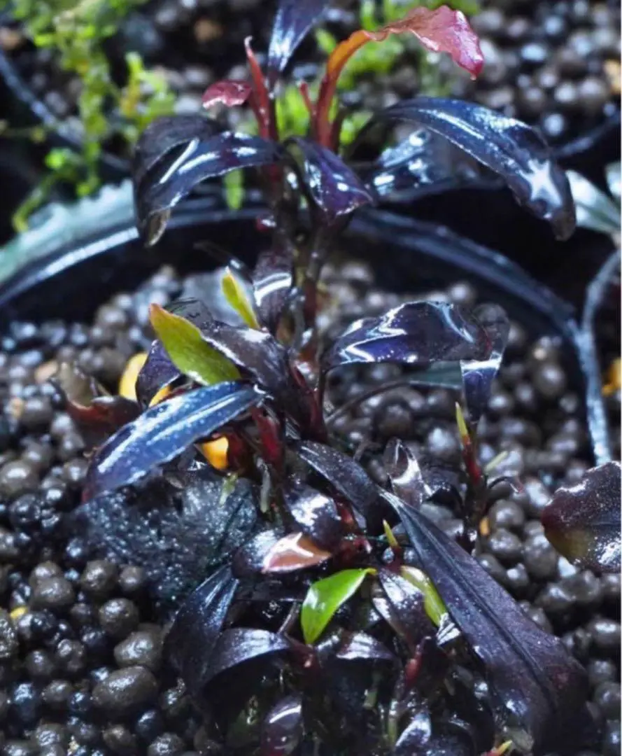 ペット用品 Bucephalandra sp.Ghostkalimantan Yahoo!オークション - Bucephalandra sp.Ghost kalimantan