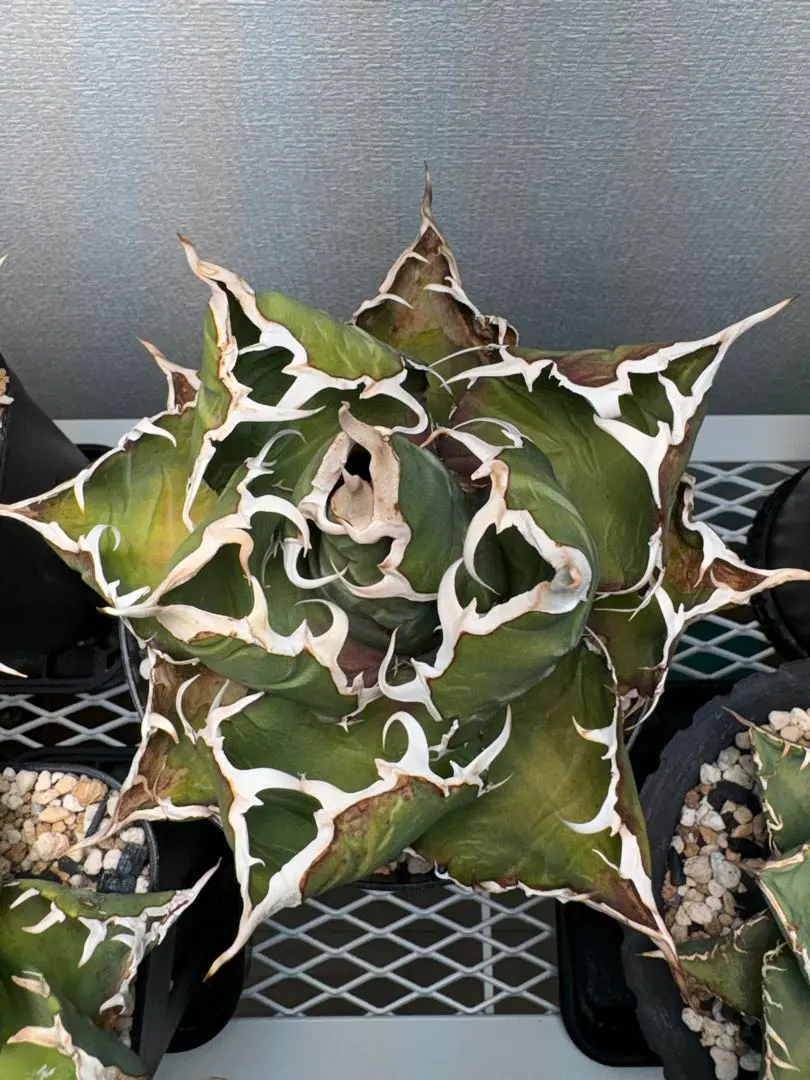 【大特価】アガベ 金鯨 親株販売 il_340x270.5740738766_rqoq.jpg