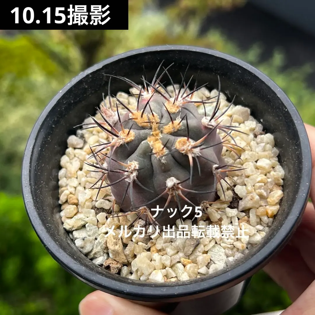 2025年最新】エリオシケの人気アイテム - メルカリ