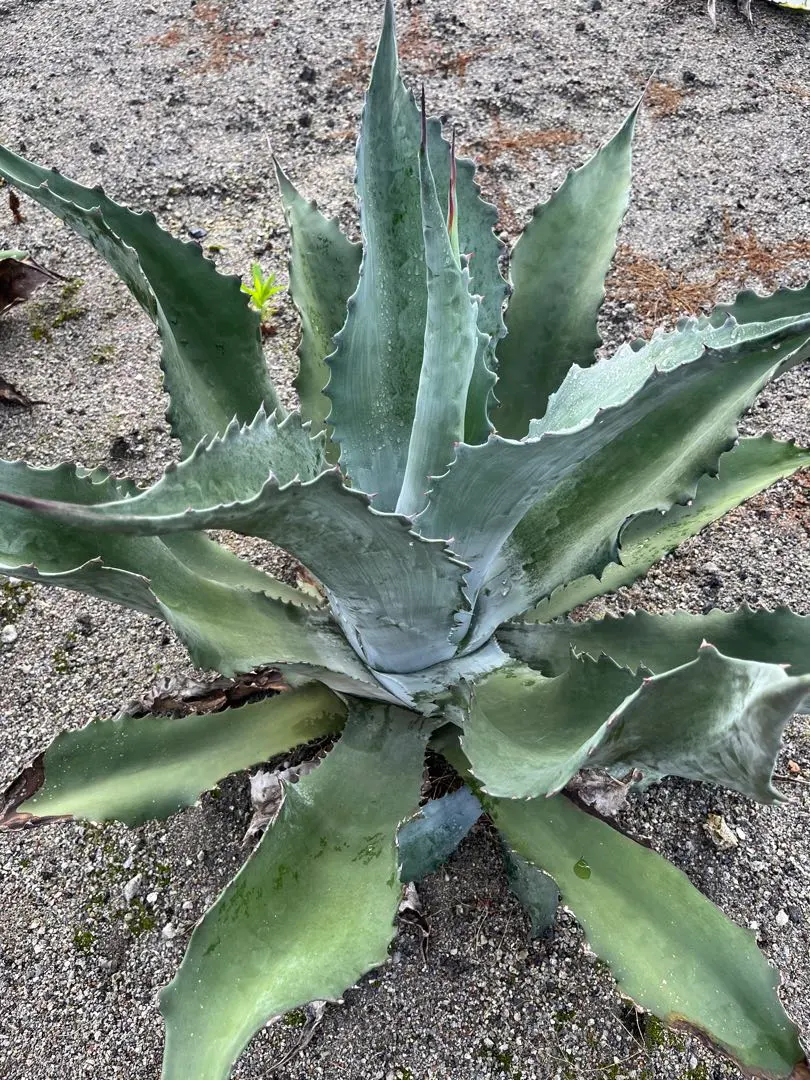 2025年最新】ファンキートゥースの人気アイテム - メルカリ