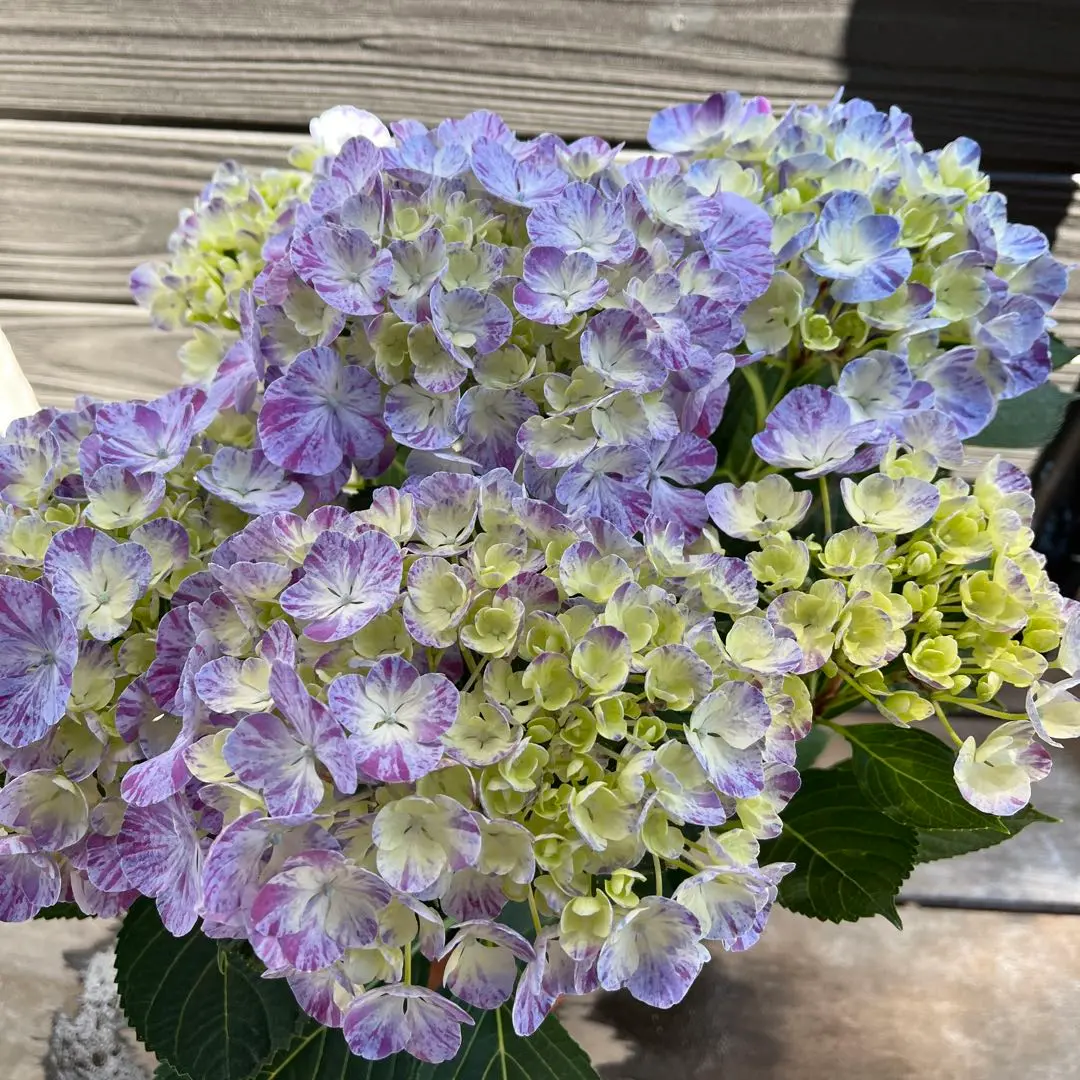rin　新品種　紫陽花　アジサイ　レトロパープル　6号　舞姫　水色の恋 楽天市場】【花終わり】アジサイ（紫陽花・あじさい） 舞姫