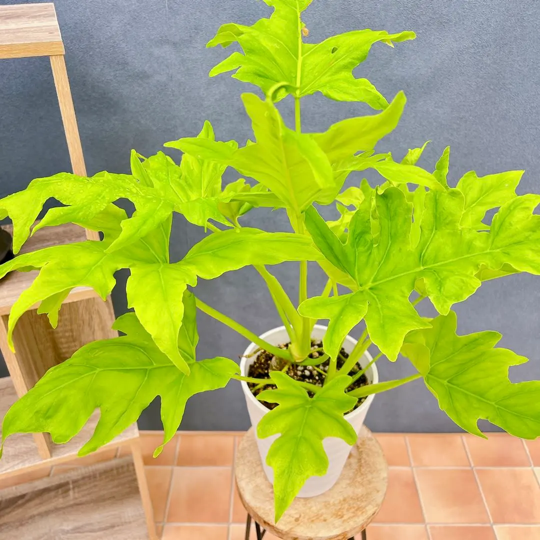 【残り一点】フィロデンドロン プレミアムゴールド セロームゴールド 観葉植物 残り一点】フィロデンドロン プレミアムゴールド セローム